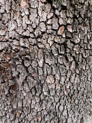 Dry tree bark texture as background
