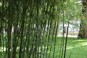 Lush green bamboo grove in a serene park setting during a sunny afternoon