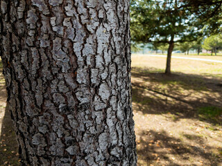 Closeup of tree bark in a park
