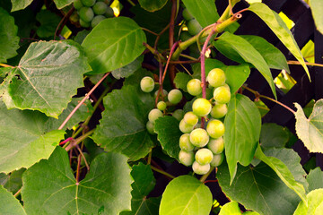 Vitis vinifera, the common grape vine. Grape is a fruit (botanically a berry), of the deciduous woody vines of the flowering plant genus Vitis