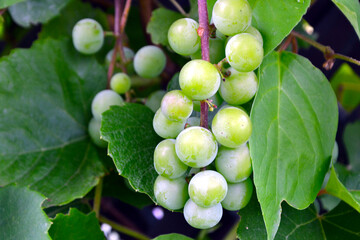 Vitis vinifera, the common grape vine. Grape is a fruit (botanically a berry), of the deciduous...