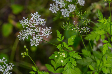 Chaerophyllum aureum Golden Chervil Golden Chervil