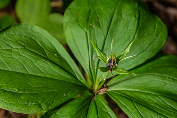 Very poisonous plant Raven's eye four-leaf Paris quadrifolia also known, berry or True Lovers Knot growing in the wild in a forest