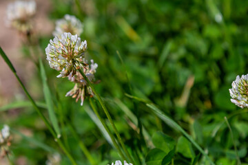 White clover flowers among the grass. Trifolium repens