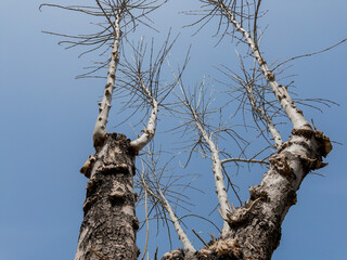 Bottom view of a trees in a forest