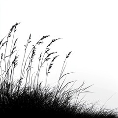 Obraz premium Black and White Silhouette of Tall Grass Blowing in Wind Against White Background