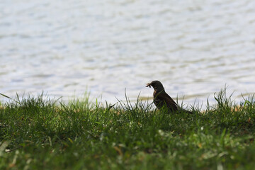 A Fieldfare Thrush Stands On Green Grass By A Lake, Holding A Worm Or Insect In Its Beak. Wildlife Foraging Scene. Bird With Prey In Natural Habitat.