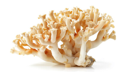 A delicate coral mushroom with branching arms, growing on a forest floor.