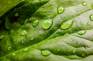 Fototapeta premium Beautiful large drop morning dew in nature, Drops of clean transparent water on leaves. Sun glare in drop. rainy season natural background