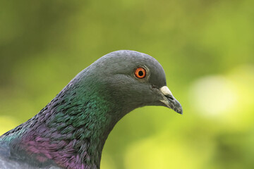 Extreme Close-Up Macro Shot Of A Feral Pigeon's Head, Highlighting Its Bright Orange Eye And Shimmering Iridescent Green And Purple Neck Feathers. Soft Green Background.