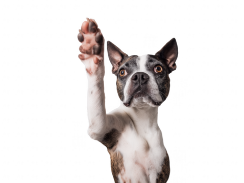 Boston Terrier with raised paw on transparent background