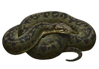 Obraz premium Titanoboa giant snake on isolated white background