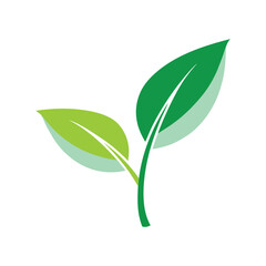 Two green leaves growing upwards with white background 