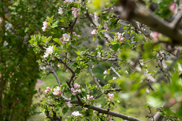 Malus spectabilis apple tree in blossom