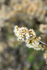 Prunus spinosa bush blossom in spring  Teruel mountains Aragon Spain