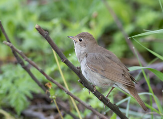 Thrush Nightingale, Luscinia luscinia. A bird sits silently on a branch