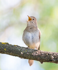 Thrush Nightingale, Luscinia luscinia. A bird sits on a branch and sings, beautiful background