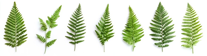 Variety of fern fronds displayed
