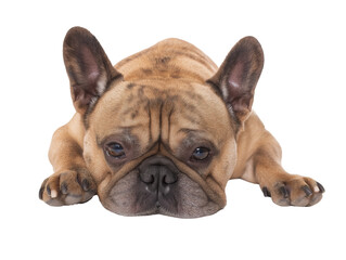 Obraz premium French Bulldog lying on stomach with front paws stretched out on transparent background