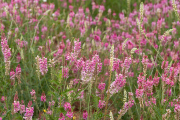  Lawn with poppies flowering thyme onobrychis viciifolia and other wild spring flowers farmland in Valbona Teruel Aragon Spain