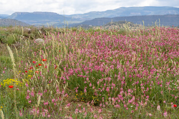  Lawn with poppies flowering thyme onobrychis viciifolia and other wild spring flowers farmland in...
