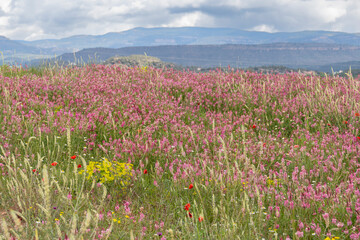  Lawn with poppies flowering thyme onobrychis viciifolia and other wild spring flowers farmland in...