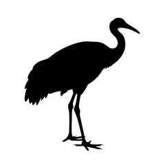 Isolated black silhouette of a sandhill crane vector illustration standing tall bird wildlife animal crane vector