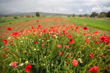 Lawn with poppies and other wild spring flowers.