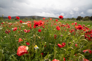 Lawn with poppies and other wild spring flowers.