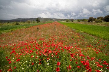 Lawn with poppies and other wild spring flowers.
