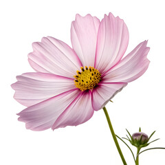 Obraz premium A complete cosmos flower, isolated on white background