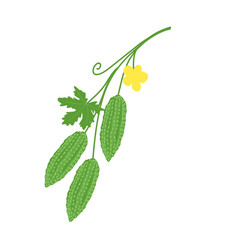 Hand drawn illustration of green bitter melon plant 