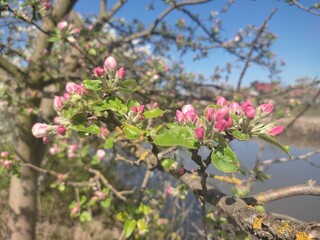 Apple tree with pink flower buds blooming near a blue sky and pond