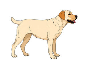 Pies labrador ilustracja