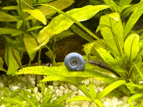 blue planorbella duryi snail with Otocinclus affinis on leaf in the aquarium