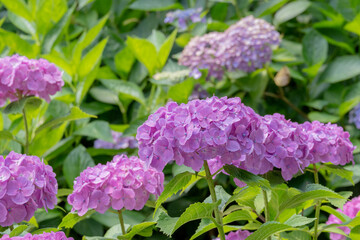 鮮やかな紫色のアジサイが咲き誇る初夏の庭園風景