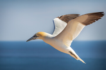 Wild seabird Great Black-headed Gull - Morus bassanus in a colony on the island of Helgoland in Germany
