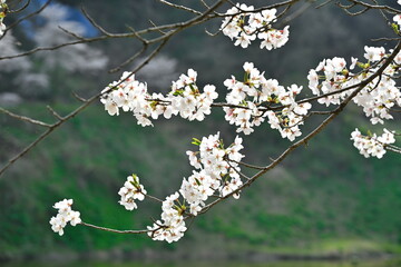 下条川ダムの桜（新潟県）