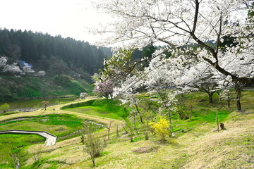 下条川ダムの桜（新潟県）