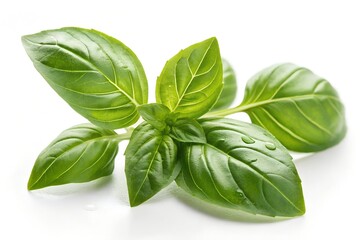 Obraz premium Fresh green basil leaves, an aromatic herb, isolated on white