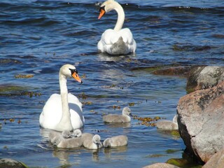 Baby swans photograph taken in Hanko, Finland