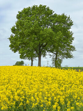 Blooming rapeweed field, near M&ouml;lln in Schleswig-Holstein
