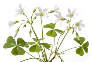 A fresh green plant with leaves and a stem is isolated on a white background, showcasing its natural growth