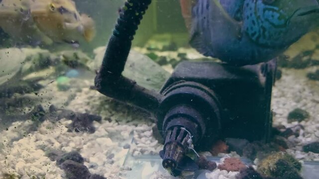 A spiny softshell turtle or apalone spinifera swimming towards the water filter and seen from the algae covered aquarium glass, exotic pet hobby and wildlife trade