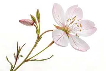 Fototapeta premium A beautiful pink lily flower, a floral beauty of nature, is isolated in white, showcasing its delicate petals in a closeup