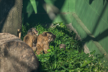 Monkeys