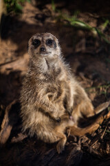 Fototapeta premium Meerkat