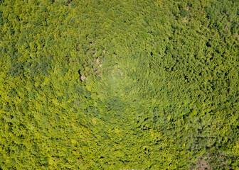 Forest from a bird's eye view. Drone photo