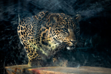 Leopard