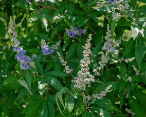 A close-up of the white buds and fresh purple flower spikes of Vitex agnus-castus, Lilac Chastetree. An introduced landscape plant native to Europe and Asia.